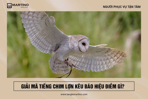 Giải mã tiếng chim lợn kêu báo hiệu điềm gì?