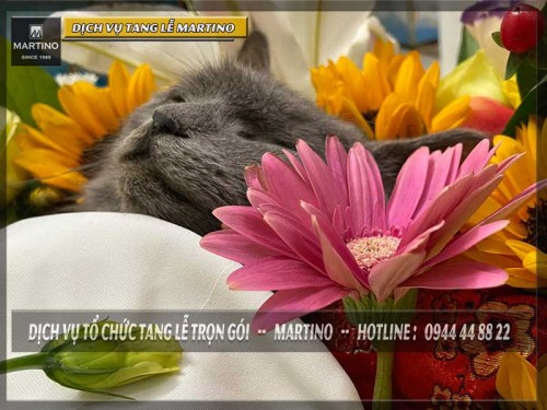 NHỮNG ƯU ĐIỂM CỦA DỊCH VỤ HỎA TÁNG CHÓ MÈO TẠI TPHCM